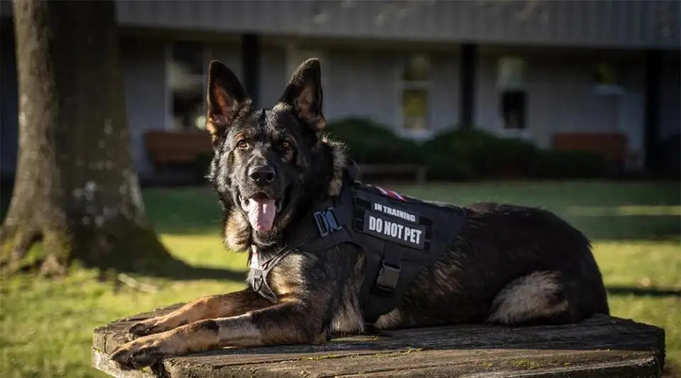 Tactical Dog Harness Leash Collar Molle Pouches for Medium Large Dogs Training Military Pet Vest Adjustable Service Dog Harness